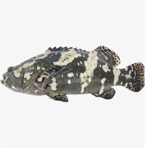 Sabah Giant Grouper Approx