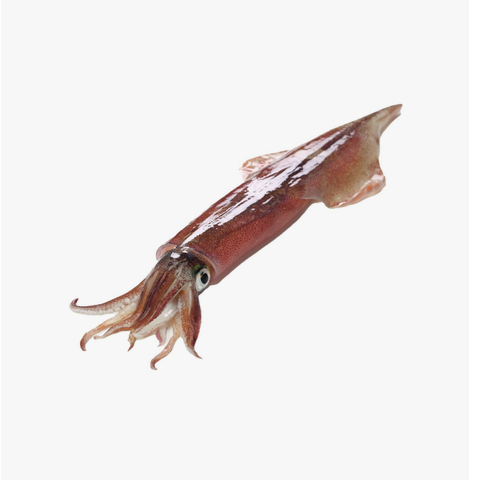 Squid 600g