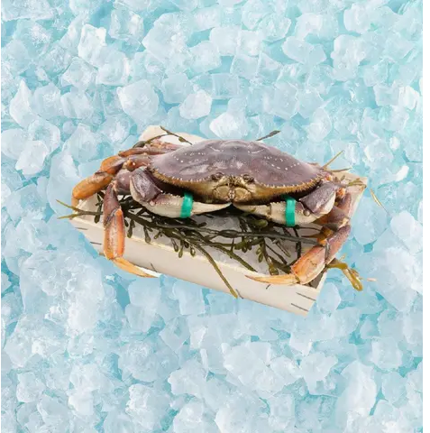 Canadian Live Dungeness Crab (L) 1 Piece