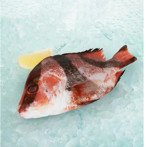 Japan Okinawa Whole Blacktip Grouper 500g