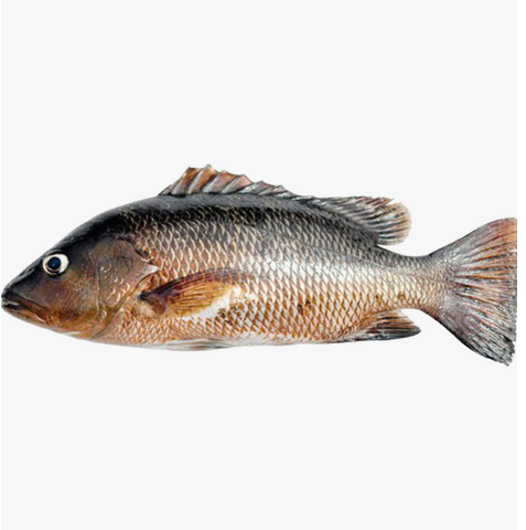 Mangrove Snapper 1pc Approx