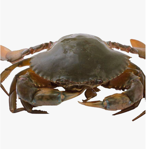 Meat Crab 1pc Approx. 600g