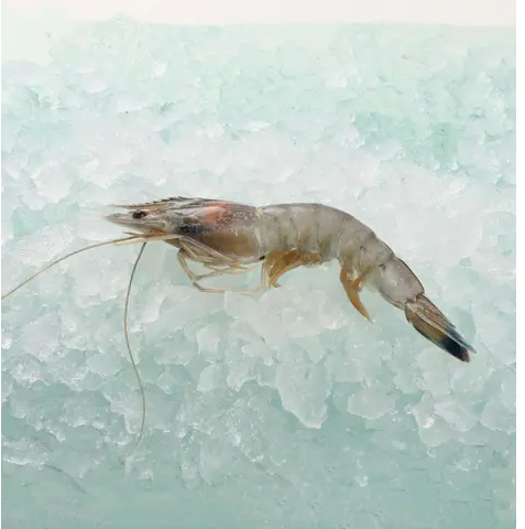 Godak New Caledonia Frozen Angel Prawn (Size 20 30) 1kg