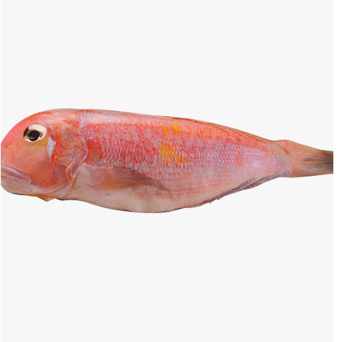 Horsehead Tilefish 1pc