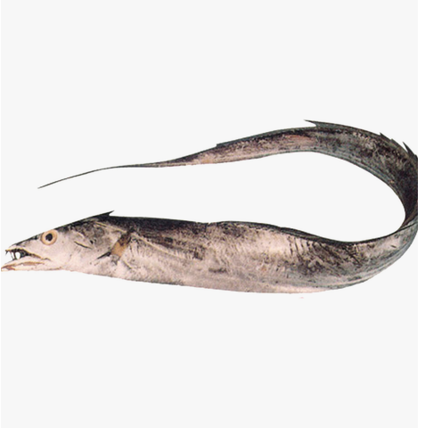 Hairtail Fish 1pc Approx