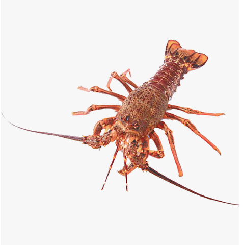 Australian Lobster 1pc Approx. 530g - 720g