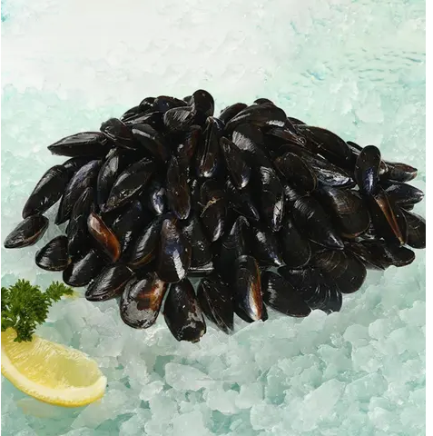 Holland Royal Dutch Live Blue Mussel (Jumbo) 1kg