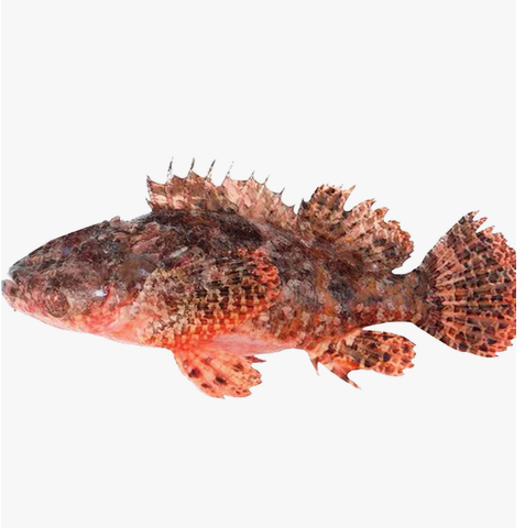 Scorpionfish Approx