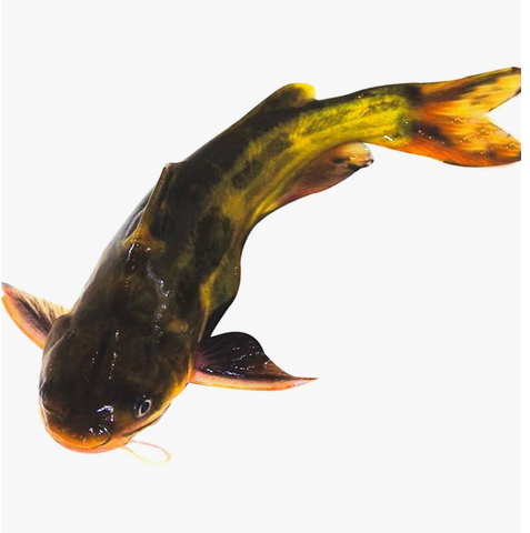 Yellow Catfish Approx