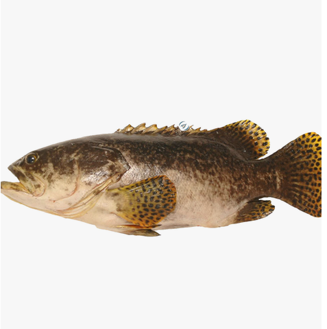Small Giant Grouper 1pc Approx