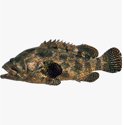 Brown Marbled Grouper 1pc Approx