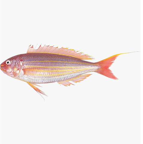 Redstripe Rasbora 1pc Approx