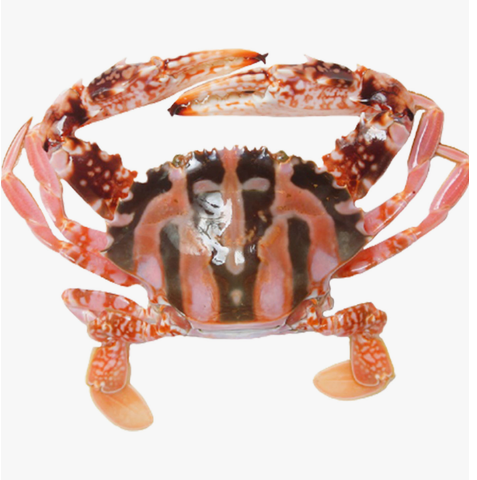 Flower Crab Approx. 600g