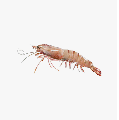 Malaysia Tiger Prawn [Previously Frozen] 350g